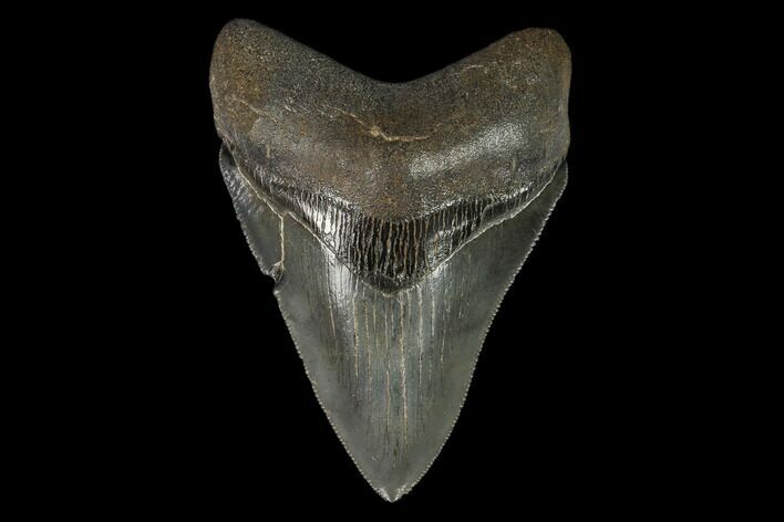 Serrated, 4.01" Fossil Megalodon Tooth - South Carolina